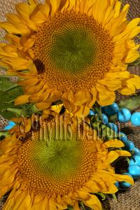 Sunflower Art Prints